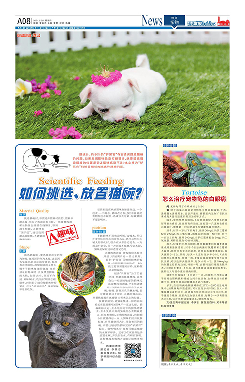 A08-如何挑選、放置貓碗？