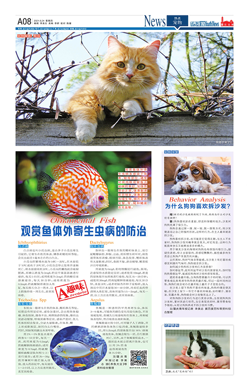 A08-觀賞魚體外寄生蟲病的防治