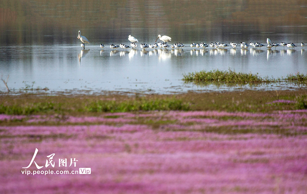 江西都昌：鄱陽湖迎來越冬候鳥遷徙高峰