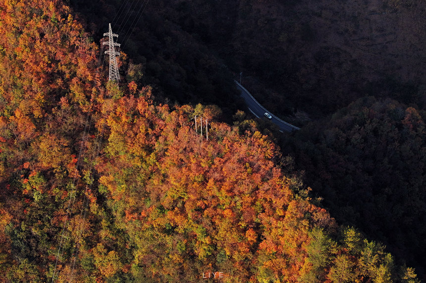 彩葉最佳觀賞期可持續到11月底。李野攝