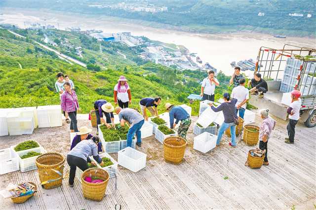 助力“新農(nóng)人”闖過“新秀墻”