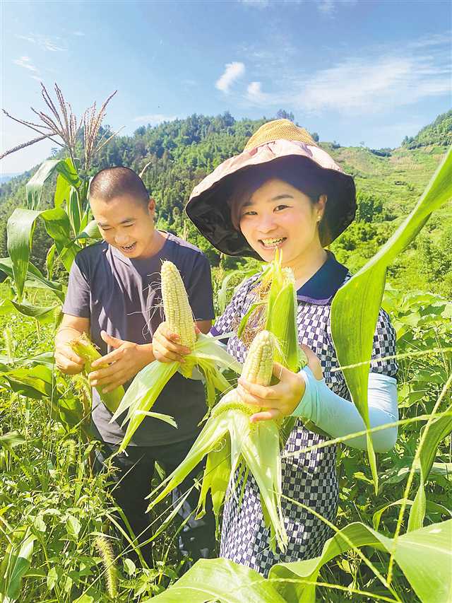 劉練（右）帶動(dòng)村民種植的糯玉米喜獲豐收。（受訪者供圖）
