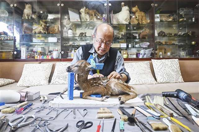4月10日，重慶高新區(qū)虎溪街道師大苑小區(qū)，唐安科正在家里制作標本。